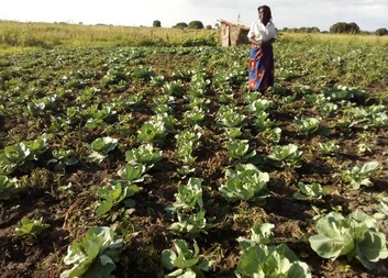 Promoting the Production and Consumption of Nutritious Foods 