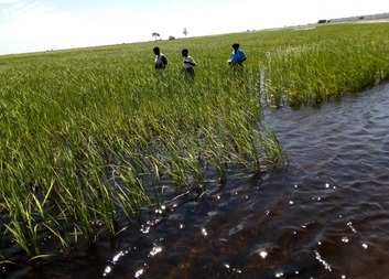 Rice value chain development through support of post-harvest technology in selected cooperatives 