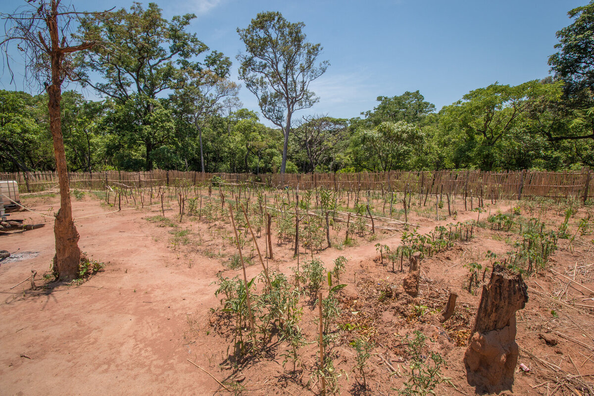 Farming in Zambia Farming in Zambia