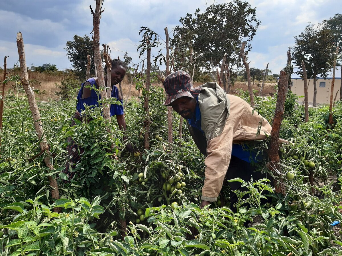 Muyunda with his wife, Lungowe Songiso, in his tomato garden Muyunda with his wife, Lungowe Songiso, in his tomato garden