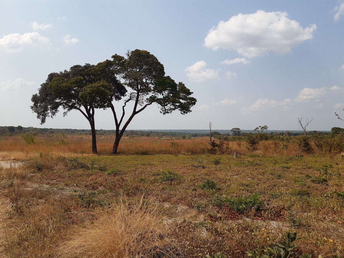 A visual representation of deforestation in Mayukwayukwa refugee settlement A visual representation of deforestation in Mayukwayukwa refugee settlement
