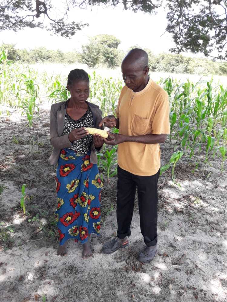 Mr Morgan Mapulanga and his wife in their maize field Mr Morgan Mapulanga and his wife in their maize field