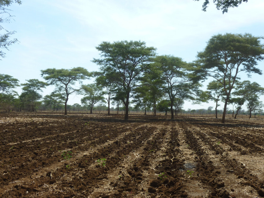 conservation agriculture-picture by European Commission conservation agriculture-picture by European Commission