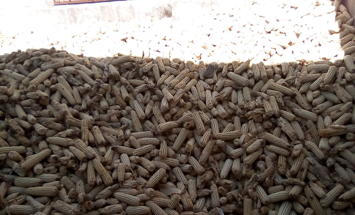 File Pic- Maize harvest in a harvest ban File Pic- Maize harvest in a harvest ban