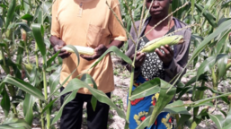 My family now has food all year round, says Mr Mapulanga from Zambia who adopted conservation farming 
