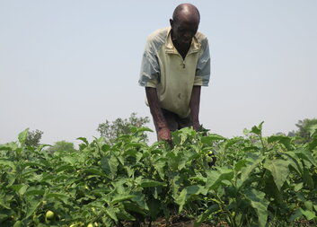 Supporting home gardens and small-scale livestock farming in the Meheba refugee settlement in Zambia 