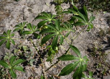 Green Solutions for Sustainable Development and Growth in Monze District: A Path Towards Resilient Agriculture and Economic Empowerment 