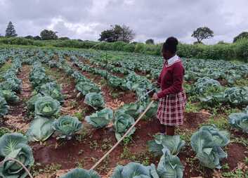 How a school garden is supporting meals at Meheba boarding school in Zambia