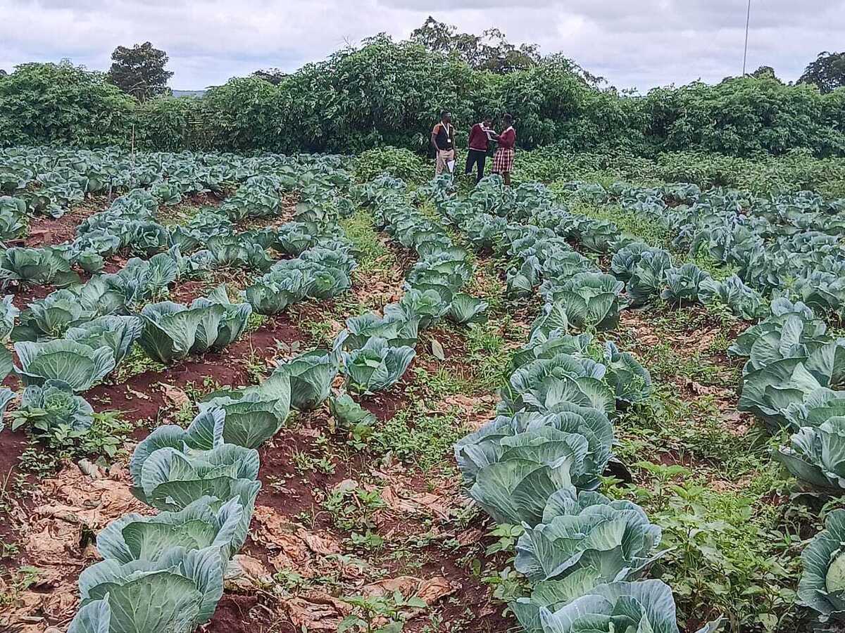 The school garden combines food production with practical learning opportunities The school garden combines food production with practical learning opportunities